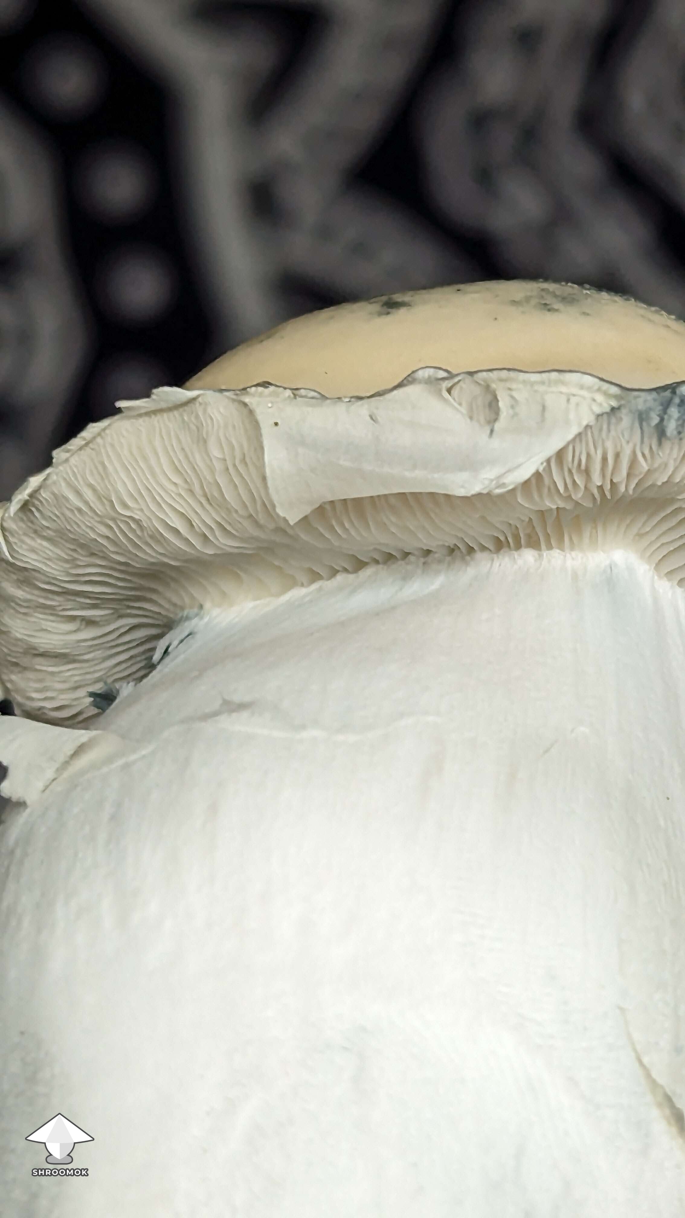 Albino Riptide chunky mushroom #5