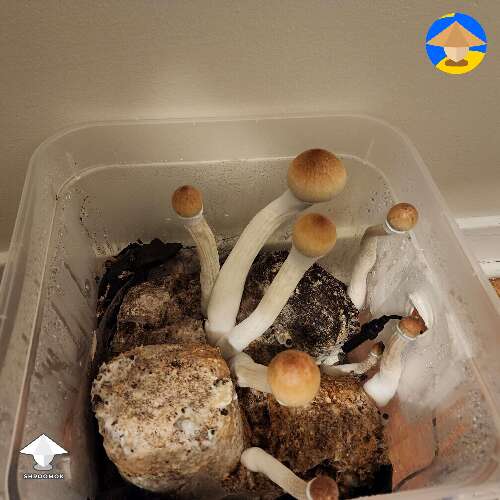 First grow fourth flush of mushroom fruiting