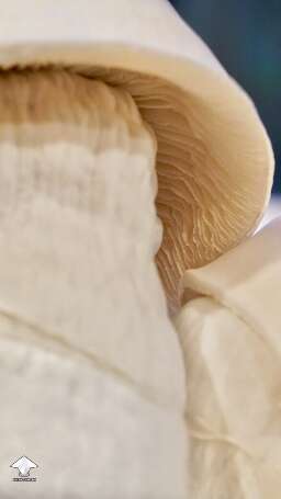Pearly Gates mushroom - open up the gates