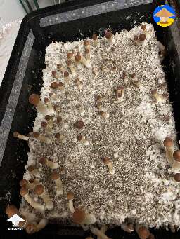 Psilocybe Cubensis Z strain