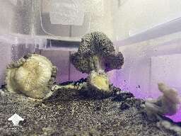 Makilla Gorilla mushroom fruiting