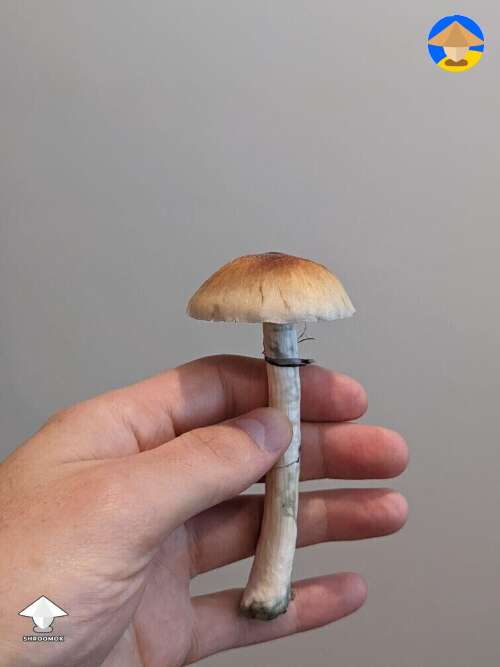 Cambodians magic mushroom