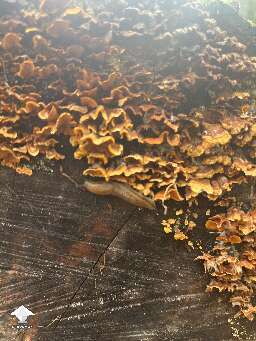 Love finding mushrooms in the yard