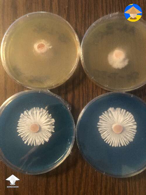 WBS agar (Blue) and Sorghum Syrup agar (Yellow)