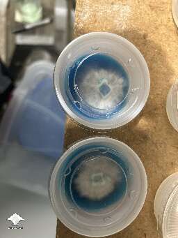 Agar in ketchup cups - good start of mycelium growth
