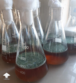Trichoderma in liquid culture
