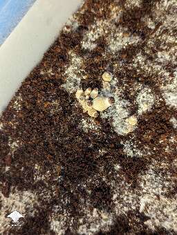 Costa Rican - Love staring at these little shrooms everytime I mist