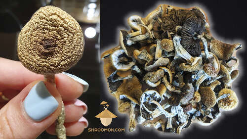 Dry psilocybin mushrooms psilocybe cubensis