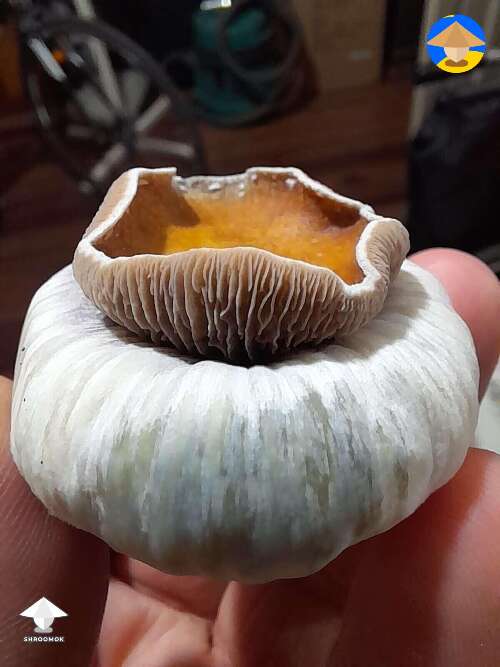 Growing Koh Samui super strain and got amazing mushroom mutation  #3