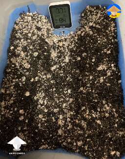 I used grain bag with bacterial contamination for spawn to bulk