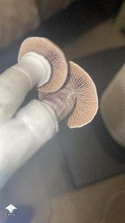 Those are some pretty nice looking gills B+ strain