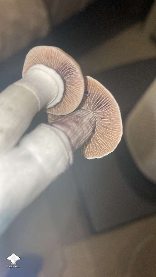 Those are some pretty nice looking gills B+ strain