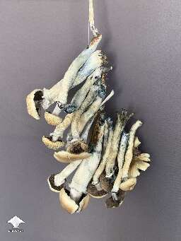 String shrooms swaying and drying - Golden Teacher