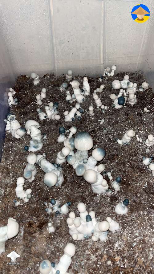 First time growing ever. First monotub. Did APEs and so excited