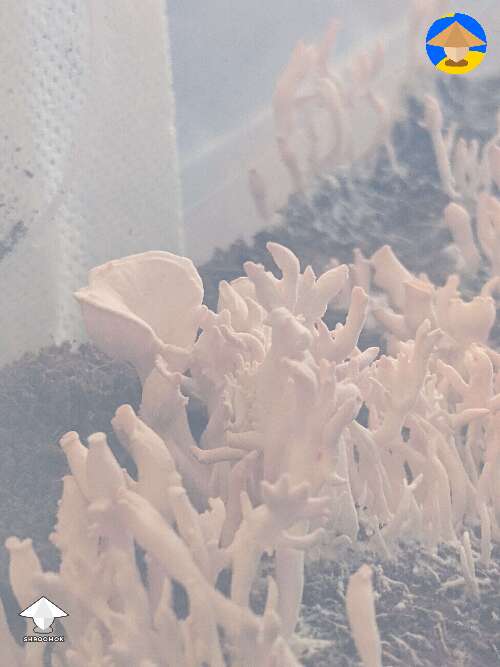 This first time trying was a LOT of failures and now I'm worried about anything that even looks a little funny - oyster mushrooms in monotub