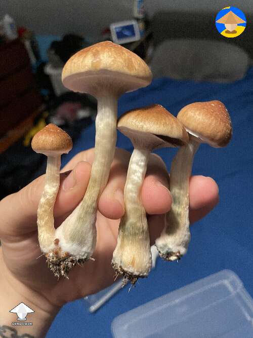 Cubensis Orissa magic mushrooms #3