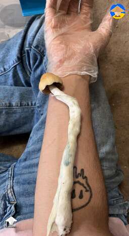 Shroom harvested