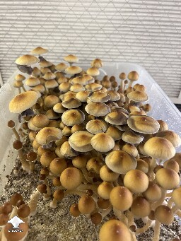 2nd flush of Amazonian mushrooms is almost complete