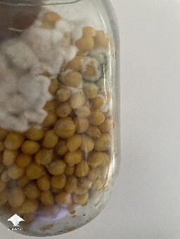 Toss or see who wins - mycelium vs blue green mold