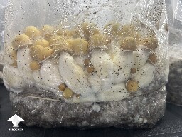 Timbit Penis Envy mushrooms - T2 from clone #2