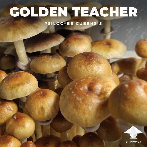 Main features of golden teachers