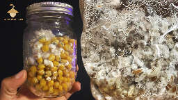 Wet substrate, bacteria and mold contamination