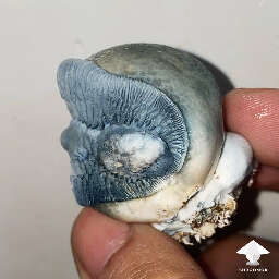Albino Penis Envy mushroom - mutant monster mouth