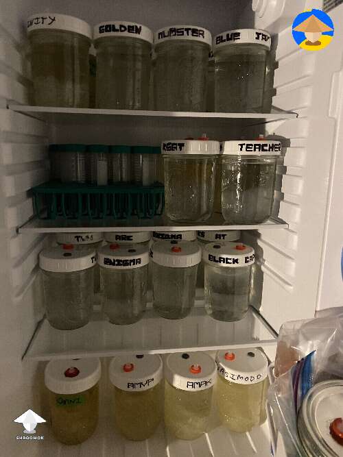LC jars in fridge for long term storage