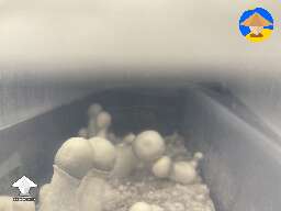 Finally APE shrooms grow
