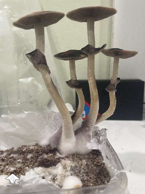 Some more Cambodians mushrooms