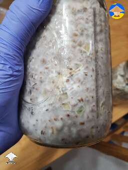 All the agar in this spawn jar was blue also