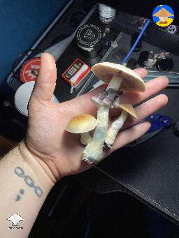 Orissa magic mushrooms from final 4th flush