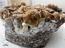 Toque F7 beautiful mushrooms