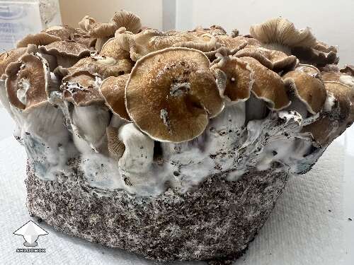 Toque F7 beautiful mushrooms