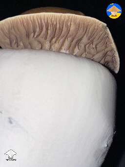 Hillbilly Pumpkin flush 2 - 139g mushroom