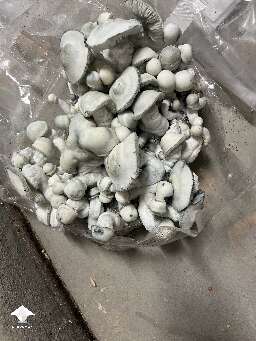 Albino Chode Wave