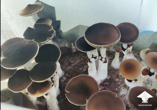 Mushroom sporulating phase