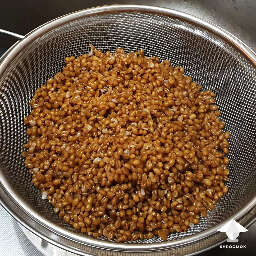 How to prepare wheat berry mushroom substrate