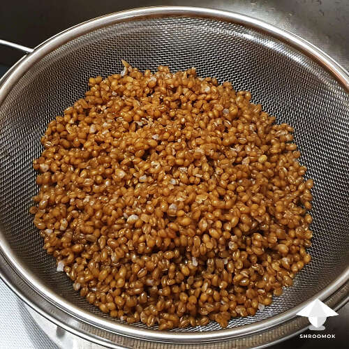 How to prepare wheat berry mushroom substrate