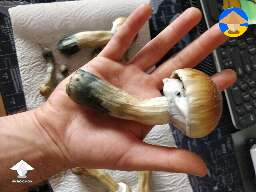 Z strain cubensis #2