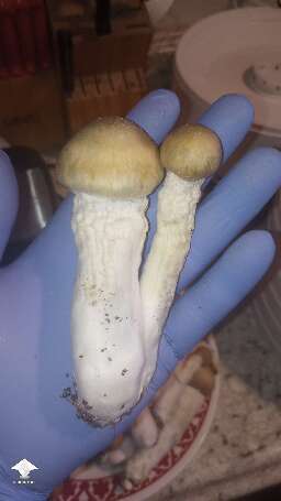 Harvested Penis Envy - 795.76g wet - the biggest shroom is 103.46g