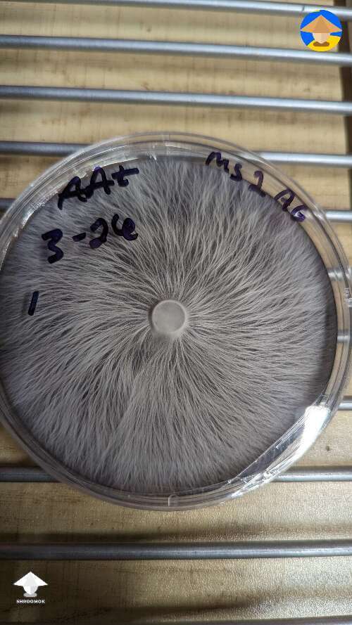 Perfect rhizomorphic mycelium on agar