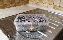 Psilocybe cubensis cake ready for rehydration