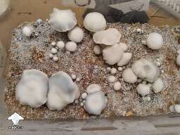 Cubensis TAT Smurf fruiting