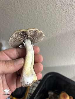 B+ from spore syringe #3