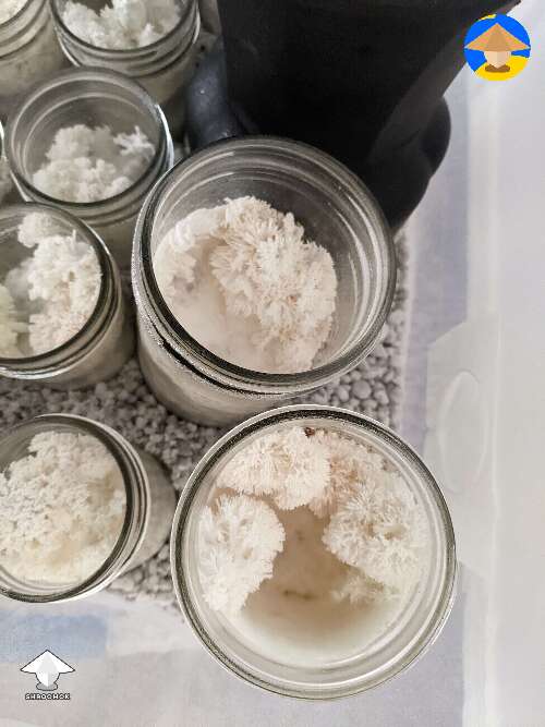 I think it's working! Lions Mane fruiting in jars #2