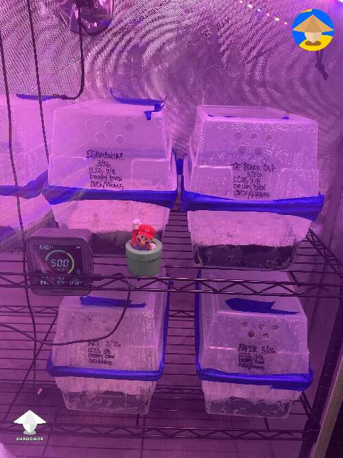 Dub tubs in grow tent and the fogger maintain humidity