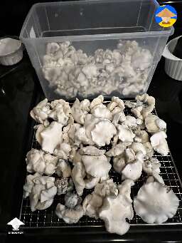 Rich harvest! Cubensis Iceberg