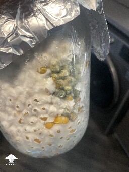 Mycelium vs mold battle - mycelium doesn't give up