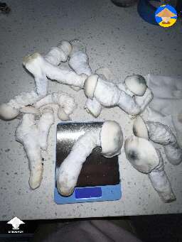Pearly gates magic mushrooms harvest